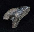 Juvenile Rooted Triceratops Tooth - Montana #13391-1